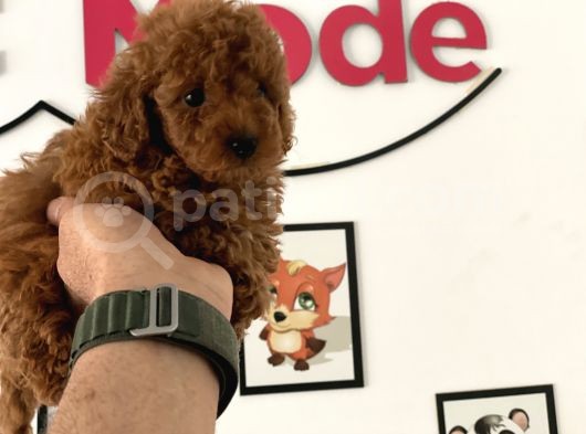 Nadir Olan Tea Cup Kore Poodle Yavrumuz görsel
