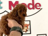 Nadir Olan Tea Cup Kore Poodle Yavrumuz