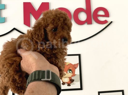 Nadir Olan Tea Cup Kore Poodle Yavrumuz görsel