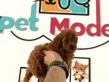 Nadir Olan Tea Cup Kore Poodle Yavrumuz