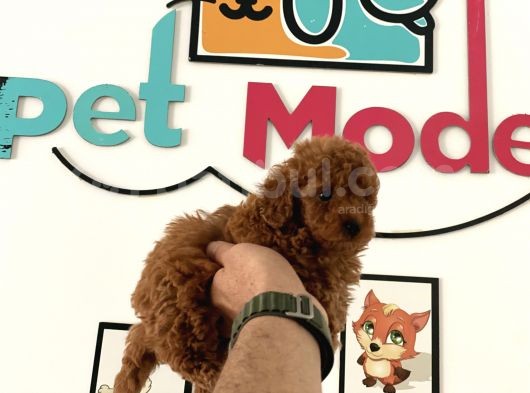 Nadir Olan Tea Cup Kore Poodle Yavrumuz görsel