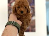 Nadir Olan Tea Cup Kore Poodle Yavrumuz