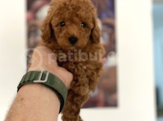 Nadir Olan Tea Cup Kore Poodle Yavrumuz görsel