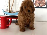 Nadir Olan Tea Cup Kore Poodle Yavrumuz