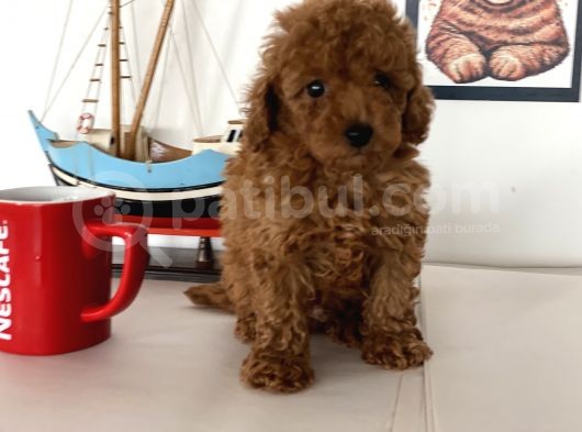 Nadir Olan Tea Cup Kore Poodle Yavrumuz görsel