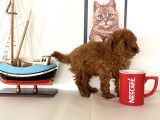Nadir Olan Tea Cup Kore Poodle Yavrumuz