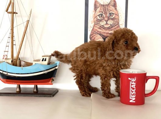 Nadir Olan Tea Cup Kore Poodle Yavrumuz görsel