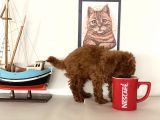 Nadir Olan Tea Cup Kore Poodle Yavrumuz