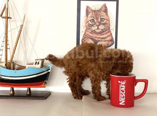 Nadir Olan Tea Cup Kore Poodle Yavrumuz görsel
