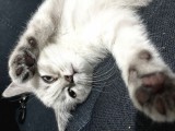 Dişi British Shorthair Blue Point