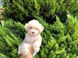 SAFKAN MALTİPO A KALİTE