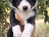 Ruhsatlı üret çiftliğinden border collie yavrular 