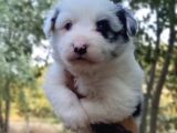 Ruhsatlı Üret Çiftliğinden Border Collie Yavrular 