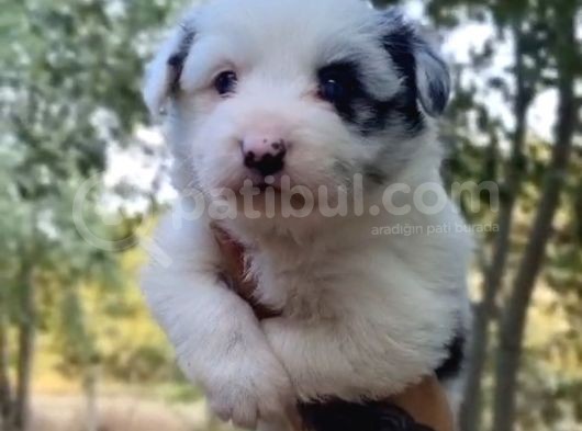 Ruhsatlı Üret Çiftliğinden Border Collie Yavrular  görsel