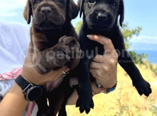 Her İle Gönderdiğimiz Irk Garantili Labrador Retriever Yavrular