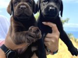 Her İle Gönderdiğimiz Irk Garantili Labrador Retriever Yavrular