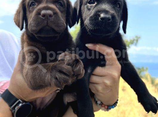 Her İle Gönderdiğimiz Irk Garantili Labrador Retriever Yavrular görsel