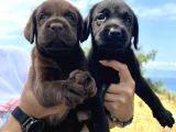 Her İle Gönderdiğimiz Irk Garantili Labrador Retriever Yavrular
