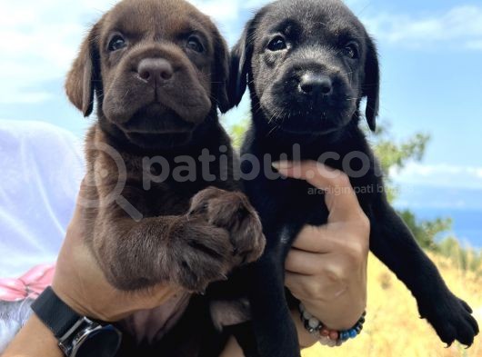 Her İle Gönderdiğimiz Irk Garantili Labrador Retriever Yavrular görsel