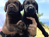 Her İle Gönderdiğimiz Irk Garantili Labrador Retriever Yavrular