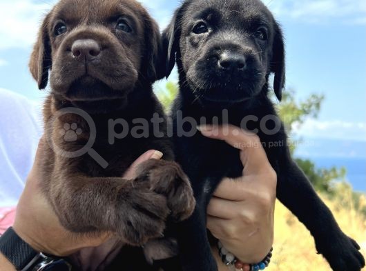Her İle Gönderdiğimiz Irk Garantili Labrador Retriever Yavrular görsel
