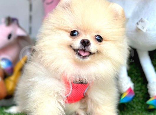 Safkan Pomeranian Boo Yavrularımız görsel