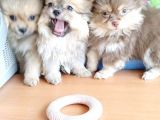 Anne Altından En Güzel Mini Pomeranian Yavrularımız