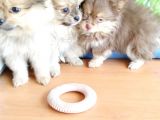 Anne Altından En Güzel Mini Pomeranian Yavrularımız