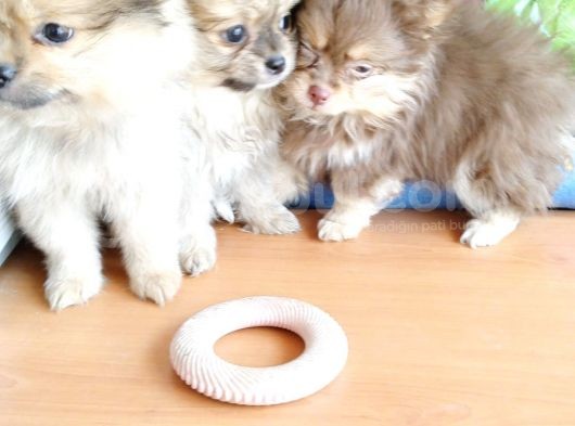 Anne Altından En Güzel Mini Pomeranian Yavrularımız görsel
