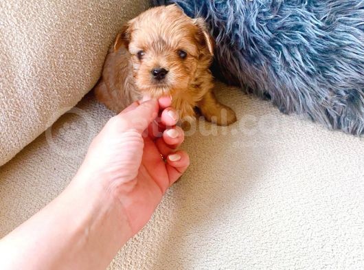 Türkiyenin En Iyi Morkie Yavruları görsel