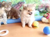 Anne Altından En Güzel Mini Pomeranian Yavrularımız