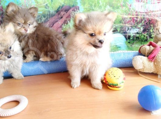 Anne Altından En Güzel Mini Pomeranian Yavrularımız görsel