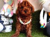 Her Evde Bir Toy Poodle