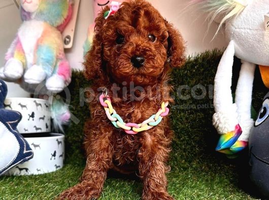Her Evde Bir Toy Poodle görsel