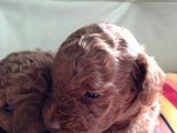 Kıvırcık Kahve Tüyleriyle Dikkat Çeken Toy Poodle Bebekler