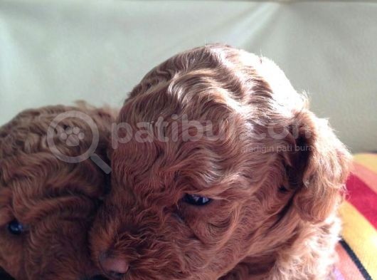 Kıvırcık Kahve Tüyleriyle Dikkat Çeken Toy Poodle Bebekler görsel