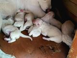 Baba A Scrli Anne Yurt Dışından 1 Aylık Samoyed Yavrusu