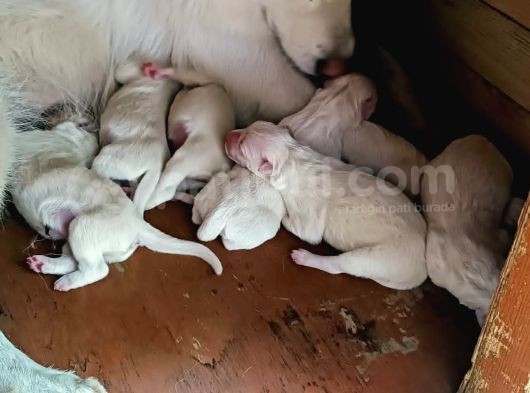 Baba A Scrli Anne Yurt Dışından 1 Aylık Samoyed Yavrusu görsel