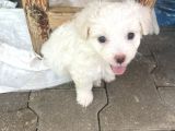 Maltase yavru saf süs köpekleri