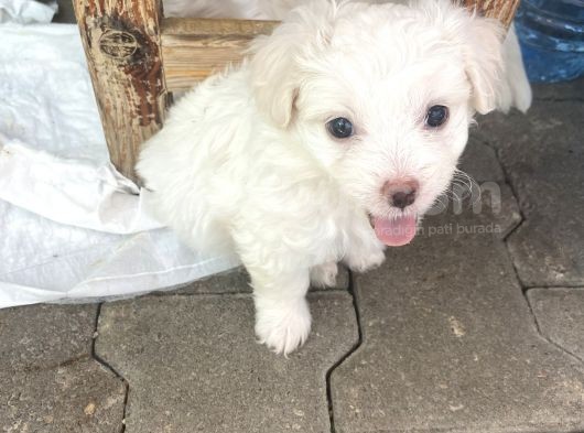 Maltase Yavru Saf Süs Köpekleri