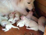 Baba A Scrli Anne Yurt Dışından 1 Aylık Samoyed Yavrusu