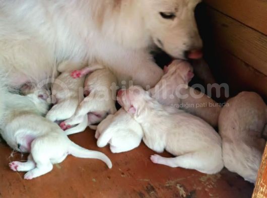 Baba A Scrli Anne Yurt Dışından 1 Aylık Samoyed Yavrusu görsel