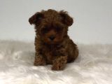 Kıvırcık Kahve Tüyleriyle Dikkat Çeken Toy Poodle Bebekler