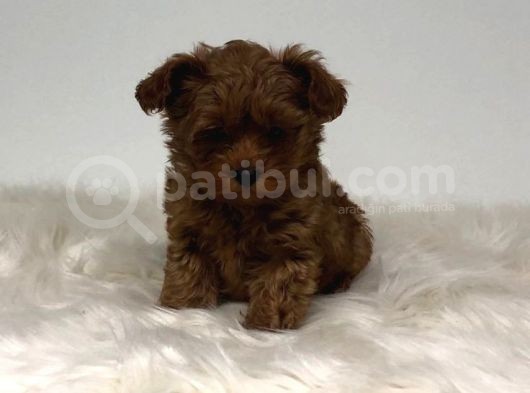 Kıvırcık Kahve Tüyleriyle Dikkat Çeken Toy Poodle Bebekler