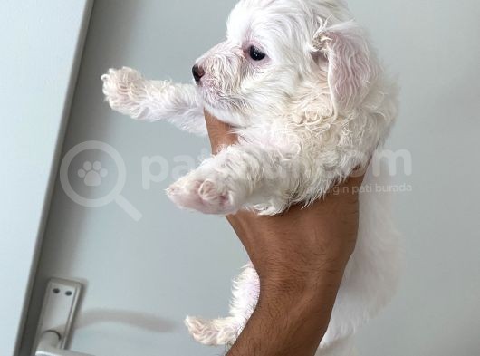 Maltase Yavru Saf Süs Köpekleri görsel