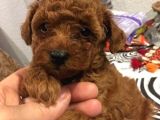 Kıvırcık Kahve Tüyleriyle Dikkat Çeken Toy Poodle Bebekler