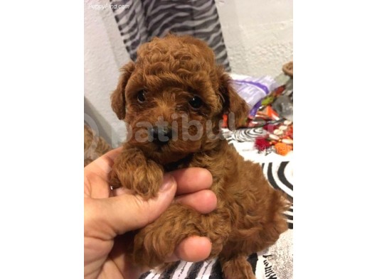 Kıvırcık Kahve Tüyleriyle Dikkat Çeken Toy Poodle Bebekler görsel