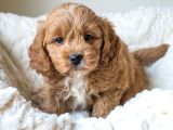 Maltipoo Şekerleri Yeni Yuvasını Arıyor