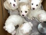 Maltase Yavru Saf Süs Köpekleri
