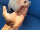 Maltase Yavru Saf Süs Köpekleri